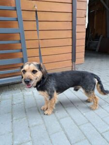 Tobi