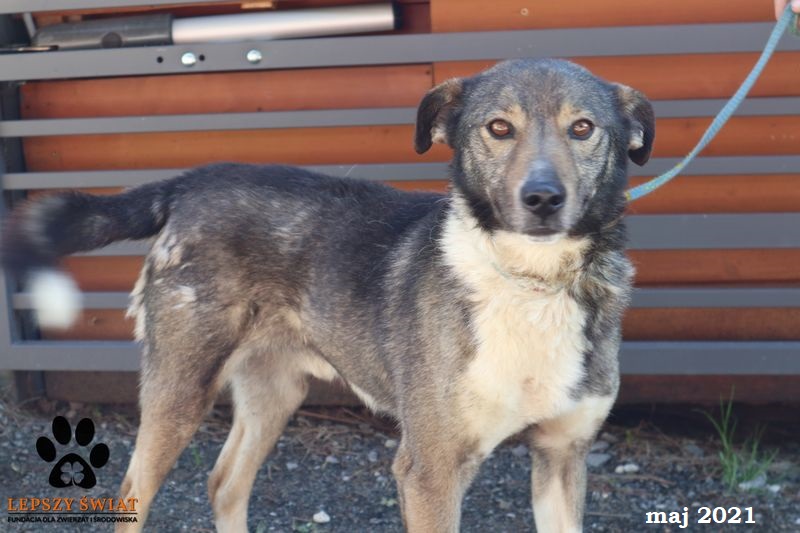 Dingo