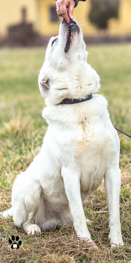 Timur