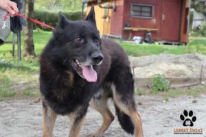 Orest