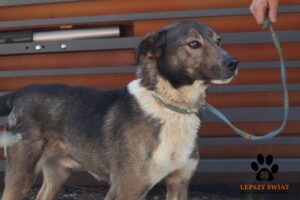 Dingo
