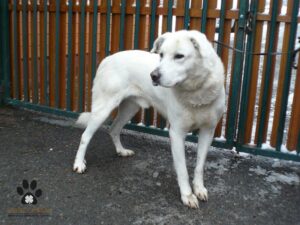 Timur