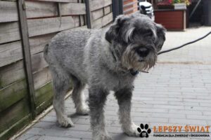 Timur