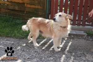 Samson