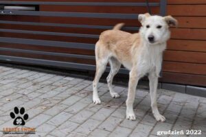 Binia