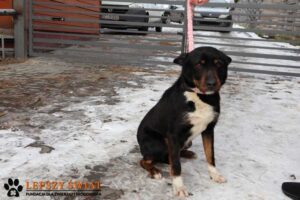 Maksim