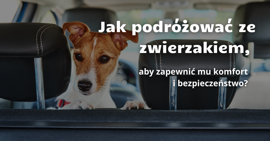 Jak podróżować ze zwierzakiem, aby zapewnić mu komfort i bezpieczeństwo?